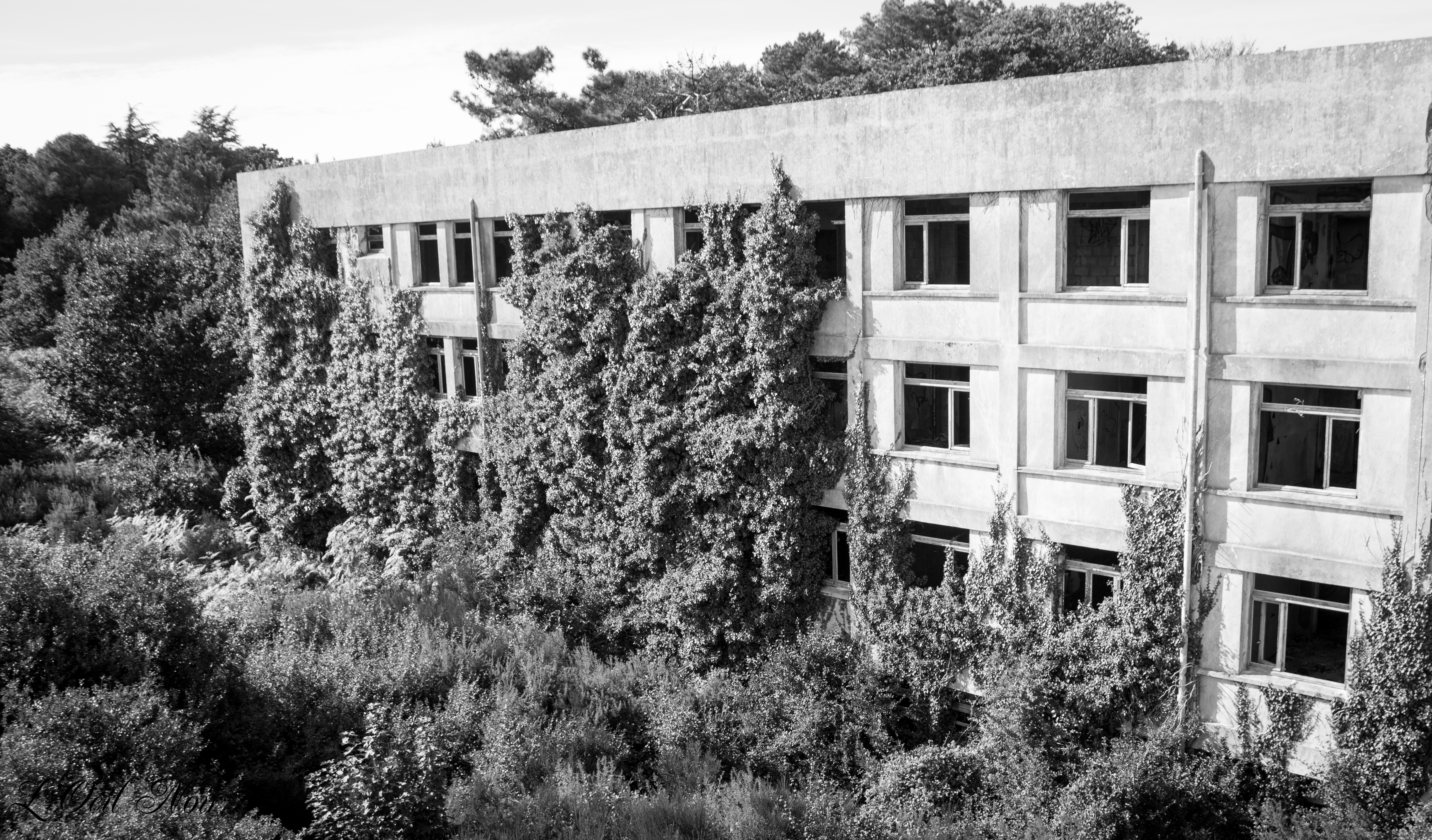 L' Oeil Noir Photographie